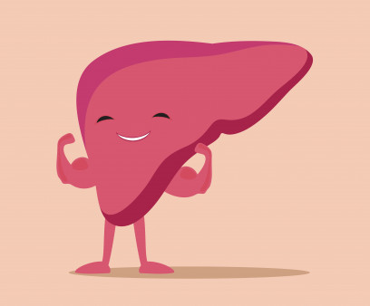 illustration of liver flexing muscles