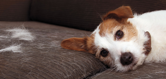 shedding dog pet allergies