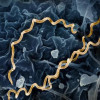 Colorized electron micrograph of Treponema pallidum, the bacteria that cause syphilis. Several spiral-shaped bacteria have been highlighted in gold.