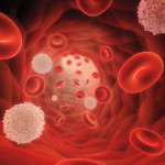 illustrarion of blood cells