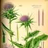 Illustration of Silybum marianum