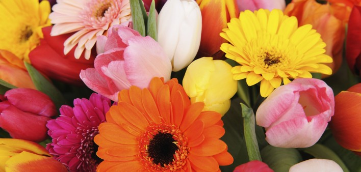 Tulips and Daisies