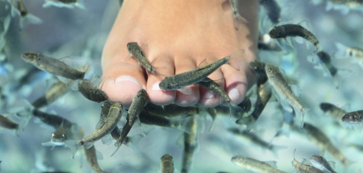 fish nibble at a foot in the water pedicure