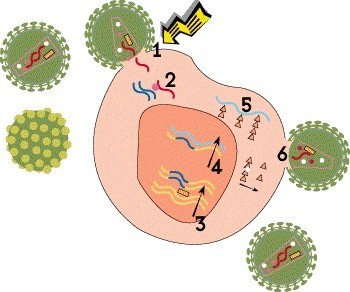 5358 HIVLifeCycle1.jpg 78111425 ebdc 4067 ab01 54a7e18a5f6d - Жизненный цикл ВИЧ