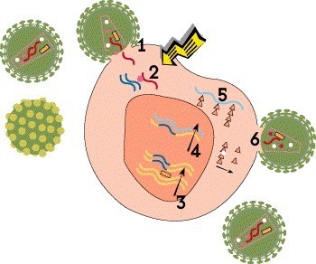 5359 HIVLifeCycle2.jpg 8a2dcf97 4fd3 435d a514 2ee2640953c0 - Жизненный цикл ВИЧ