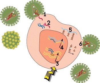 5360 HIVLifeCycle3.jpg b7b4a025 6dba 4f38 98d3 8f5f56a6d755 - Жизненный цикл ВИЧ