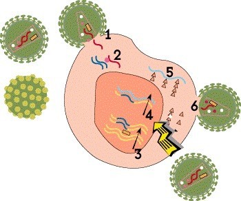 5361 HIVLifeCycle4.jpg 91e75ee7 897e 40a1 b633 0e26f3a2429f - Жизненный цикл ВИЧ