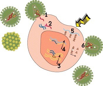 5362 HIVLifeCycle5.jpg 6e87129a c98a 4dfe bf45 6313d79a9de2 - Жизненный цикл ВИЧ