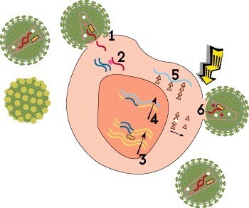 5363 HIVLifeCycle6.jpg ca37c9c7 9254 4bda 9c3c ce402eb65c89 - Жизненный цикл ВИЧ