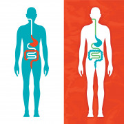 illustration of a figure showing the digestive system